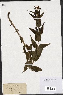 spécimen de Gentiana asclepiadea