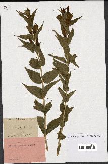 spécimen de Gentiana asclepiadea