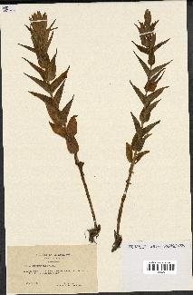 spécimen de Gentiana asclepiadea