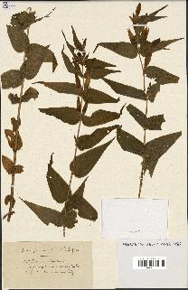 spécimen de Gentiana asclepiadea