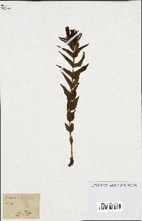 spécimen de Gentiana asclepiadea