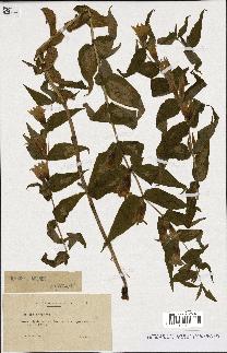 spécimen de Gentiana asclepiadea