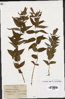 spécimen de Gentiana asclepiadea