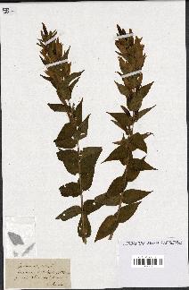 spécimen de Gentiana asclepiadea