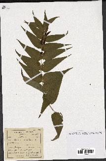 spécimen de Gentiana asclepiadea
