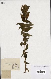 spécimen de Gentiana asclepiadea