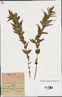 spécimen de Gentiana asclepiadea