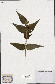 spécimen de Gentiana asclepiadea