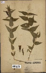 spécimen de Gentiana asclepiadea