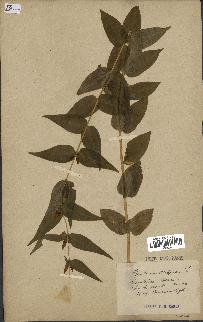 spécimen de Gentiana asclepiadea