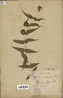 spécimen de Gentiana asclepiadea