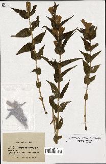 spécimen de Gentiana asclepiadea