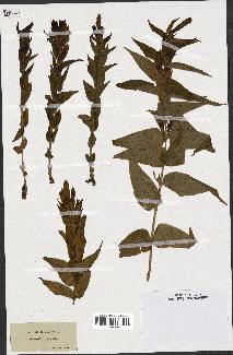 spécimen de Gentiana asclepiadea