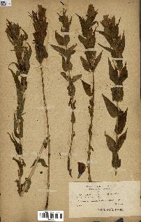 spécimen de Gentiana asclepiadea
