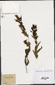 spécimen de Gentiana asclepiadea