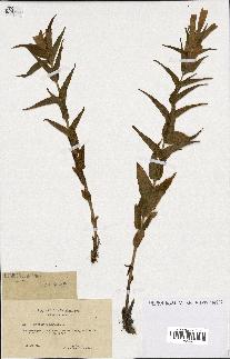 spécimen de Gentiana asclepiadea
