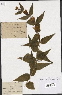 spécimen de Gentiana asclepiadea