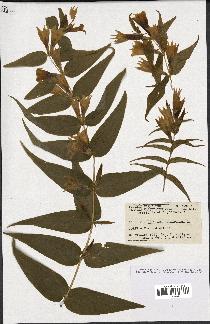 spécimen de Gentiana asclepiadea