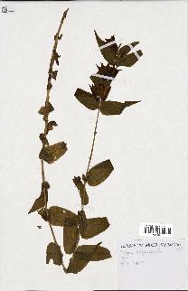 spécimen de Gentiana asclepiadea
