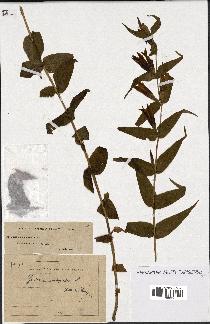 spécimen de Gentiana asclepiadea