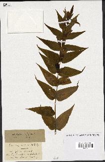 spécimen de Gentiana asclepiadea