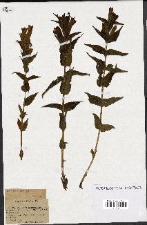 spécimen de Gentiana asclepiadea