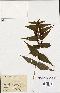 spécimen de Gentiana asclepiadea