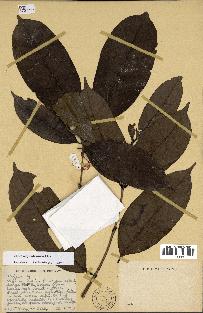 spécimen de Coffea mayombensis