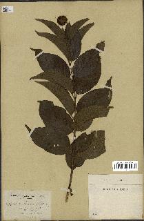 spécimen de Cephalanthus occidentalis