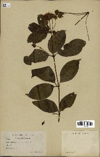 spécimen de Cephalanthus occidentalis