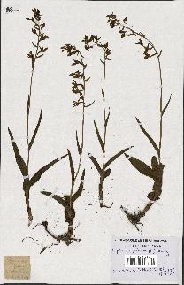 spécimen de Epipactis palustris