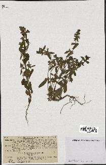 spécimen de Stachys annua