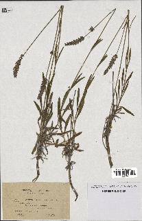 spécimen de Lavandula burnatii