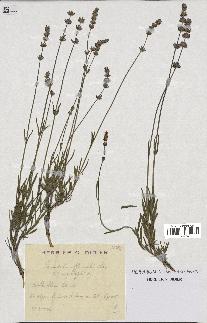 spécimen de Lavandula officinalis