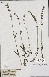 spécimen de Lavandula delphinensis