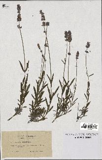 spécimen de Lavandula delphinensis