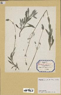 spécimen de Lavandula latifolia