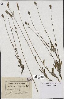 spécimen de Lavandula latifolia