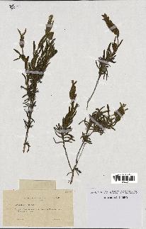 spécimen de Lavandula viridis