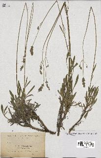 spécimen de Lavandula latifolia