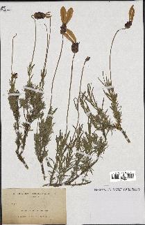 spécimen de Lavandula pedunculata