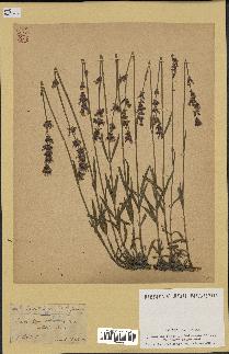 spécimen de Lavandula officinalis