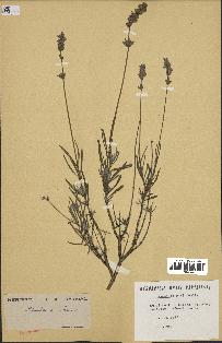 spécimen de Lavandula officinalis