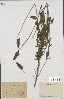 spécimen de Lavandula dentata