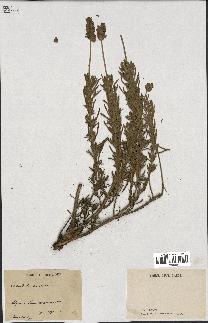 spécimen de Lavandula dentata