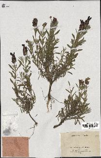 spécimen de Lavandula stoechas