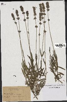 spécimen de Lavandula spica