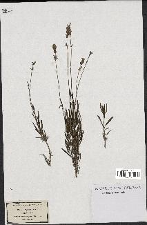 spécimen de Lavandula spica