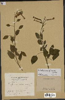 spécimen de Nicotiana glauca