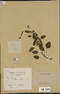 spécimen de Nicotiana glauca